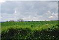 Wheat by the Ratcliffe Highway