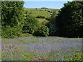 Bluebells at Hexworthy