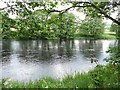 NY7485 : River North Tyne near Ridley Stokoe Farm by Oliver Dixon