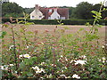 Hedgerow by Colhook Farm