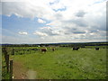 NZ0553 : Grazing pastures near Shotleyfield by Robert Graham