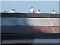 Mudeford: gulls on caf? roof