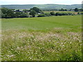 View over turf field to turf suppliers on Common Lane