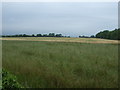 Farmland near Chathill