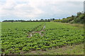 Sodden Crop Fields off West Bank