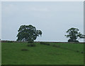 Farmland, Preston Mains