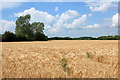 SP2100 : Field of barley, Hambidge Lane, Lechlade by Rob Noble
