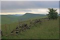 Ruined Dry Stone Wall