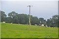 ST1016 : Mid Devon : Grassy Field & Cattle by Lewis Clarke