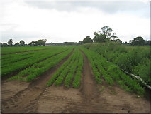 SE6325 : Field of carrots near Rosehill Farm by Jonathan Thacker