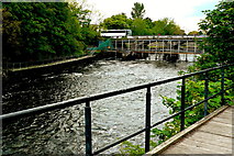 M2925 : Galway - River Corrib Walk - Salmon Weir Bridge by Joseph Mischyshyn