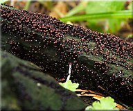 NS3977 : A slime mould - Cribraria cancellata by Lairich Rig