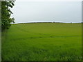 Wheat in a field at Easter Pitcorthie