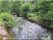 W5677 : Shournagh River by David Hawgood