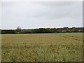 Fields near Bracklesham