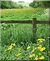 Field in Newtown Linford