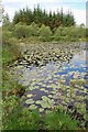 NR8090 : Waterlilies on Lochan Beag by Patrick Mackie