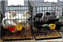 R3377 : Ennis - Market Place - Farmers' Market - Chickens by Joseph Mischyshyn