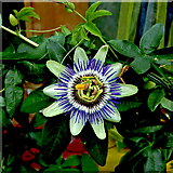 R3377 : Ennis - Market Place - Unique Flower by Joseph Mischyshyn