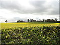 Looking across the fields towards Mainsforth