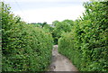 Narrow lane, high hedges