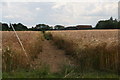 Yarburgh footpath, Newholme Farm