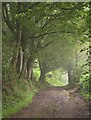 Trees along the green lane near Preston Combe