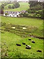 Pond, cattle and cottage, Tollditch