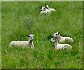 Bluefaced Leicesters