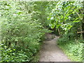 Footbridge in West Wood