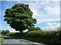 SE3441 : Roadside sycamore tree by Christine Johnstone