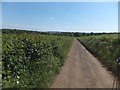 Hamstead Trail and IOW coastal path