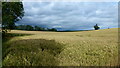 Wheat field at Leddington