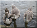 Cygnets by the River Thames