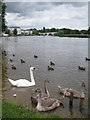 Swans and ducks by the River Thames