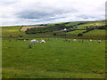 Grassland beside B5113