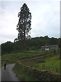SD4090 : Giant redwood at Great Hartbarrow by Karl and Ali
