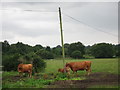 Cows near Lyne Sewage Works