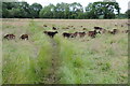 Sheep near Lower Swell