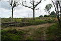 Cleared forest at the top of Roundshill Park Wood