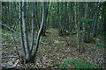 Pollarded woodland in Roundshill Park Wood