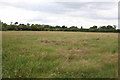 Field near Thorney 