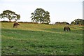 Mid Devon : Horses in a Field