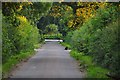 Mid Devon : Country Road