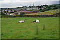 Cows resting near Middle Healey