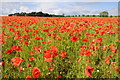 Poppy field