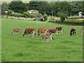 Jersey calves at Wheelbirks Farm