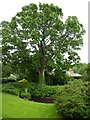 Big tree, little pond