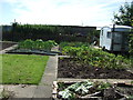 NZ2890 : Allotments, Lynemouth by JThomas
