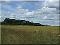 Farmland north of Lynemouth